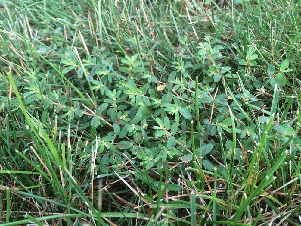 spotted spurge weed growing in turf