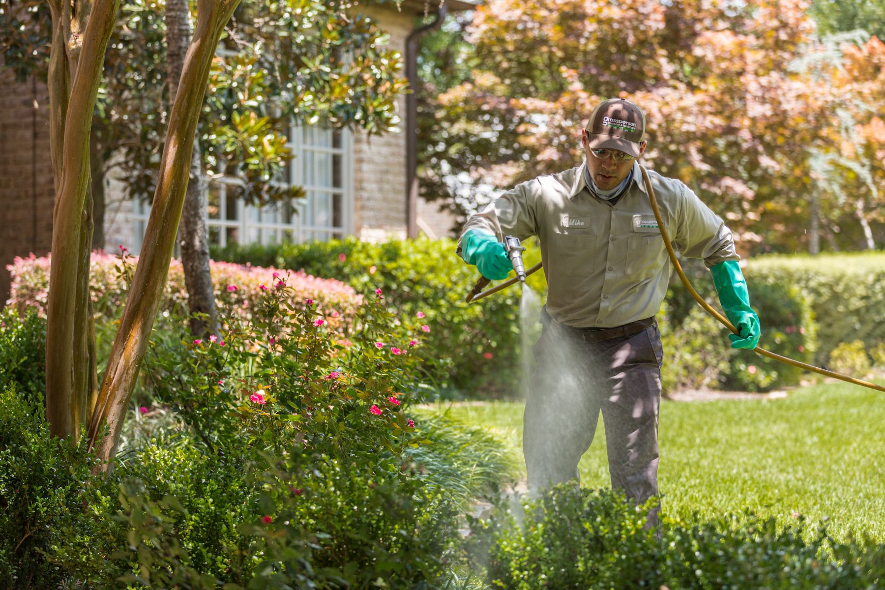 Grassperson technician spraying trees and shrubs for fungus in North TX