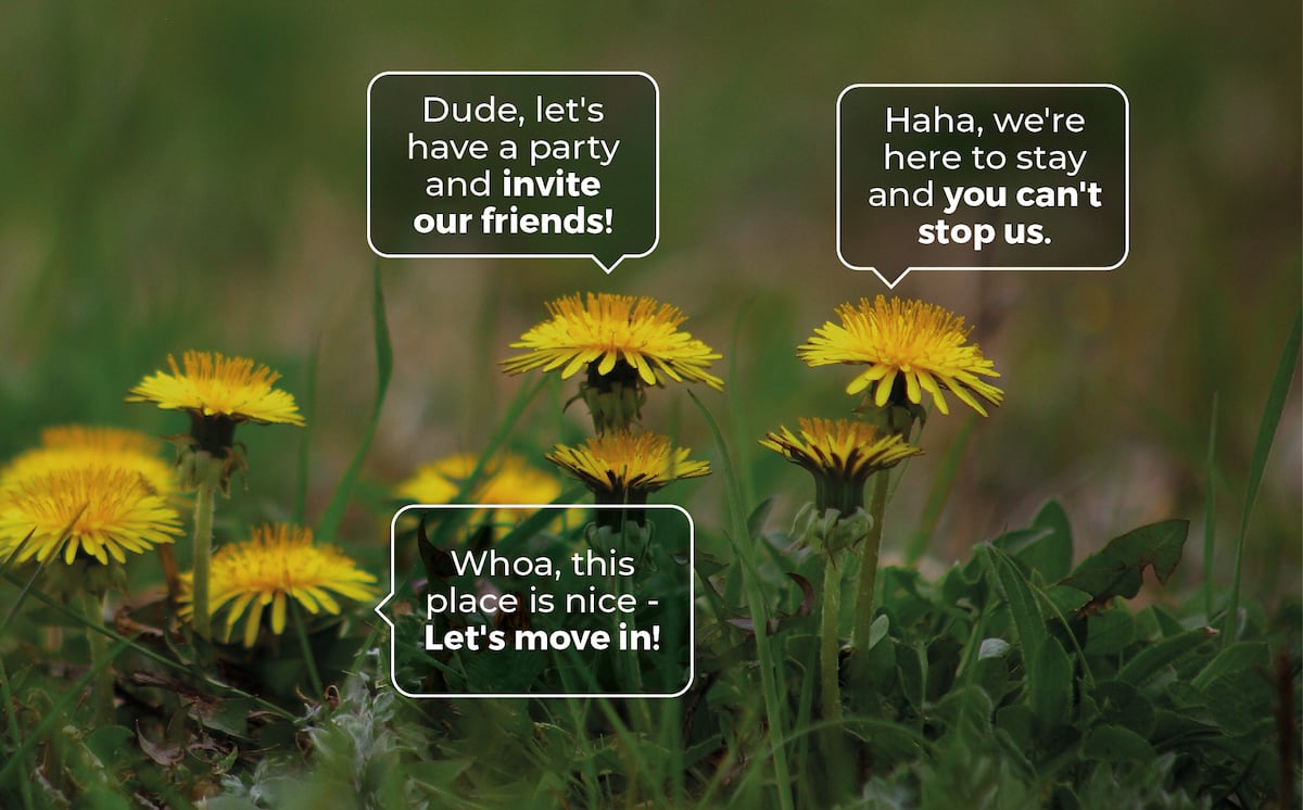 Lawn Weeds email