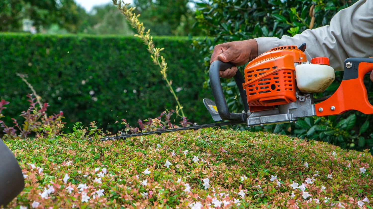 shrub trimming performed by landscape maintenance technician