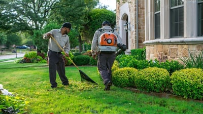 winter lawn maintenance and raking in Texas