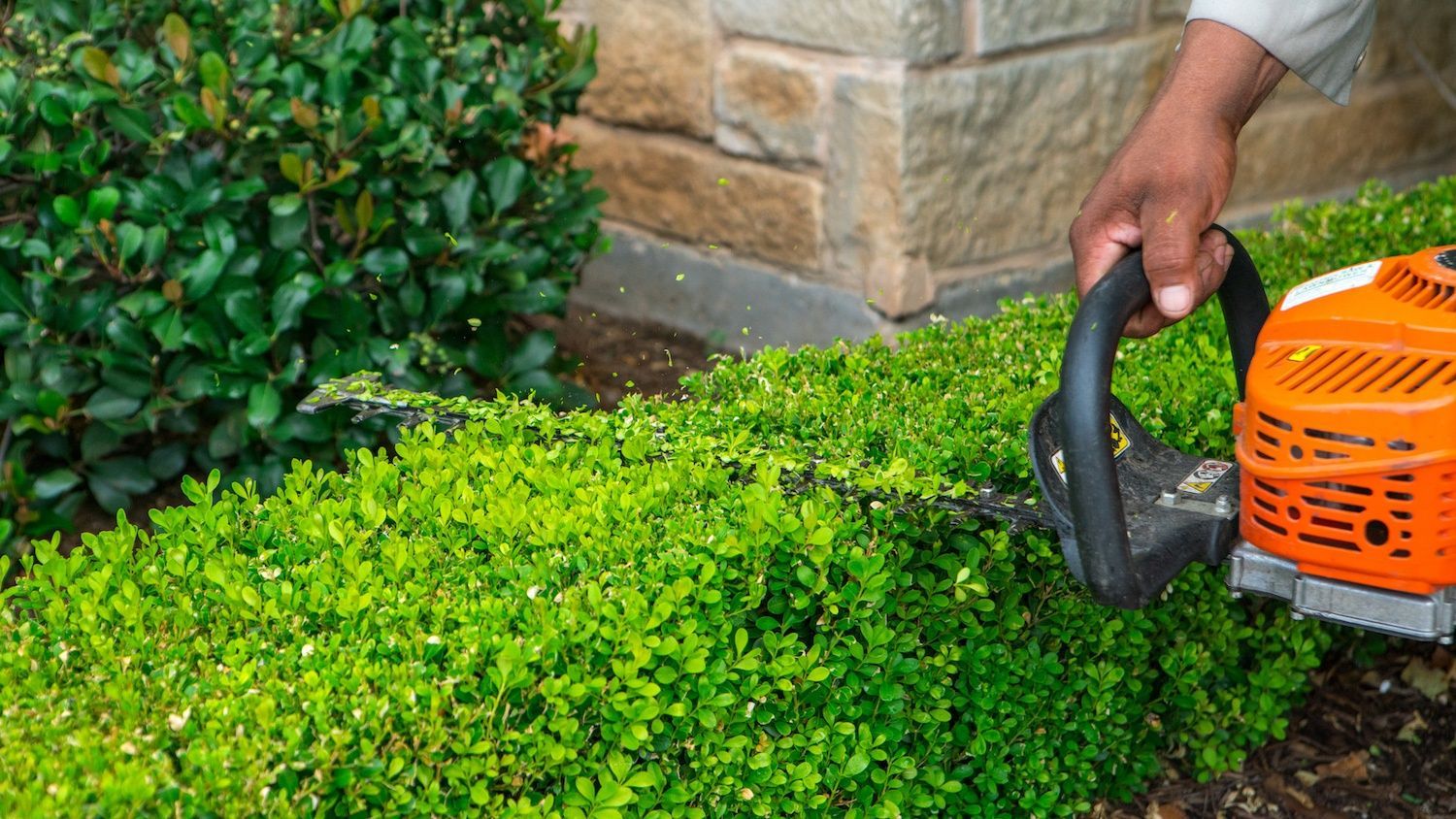 shrubs being trimmed by landscape maintenance professional