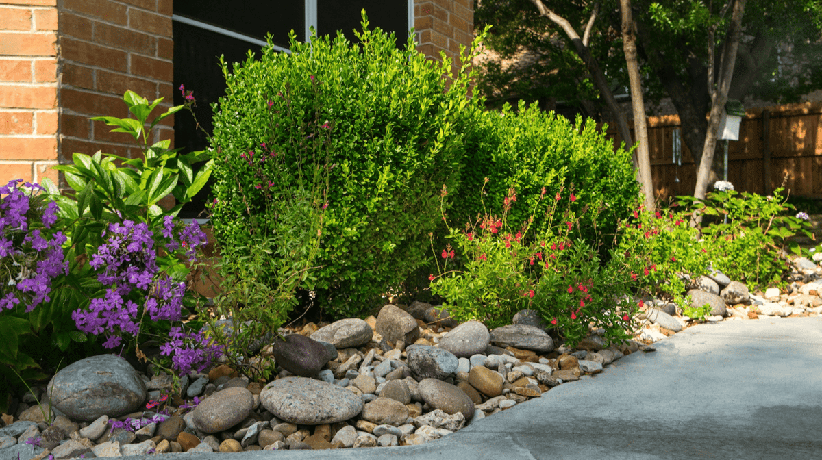 rock garden with plantings