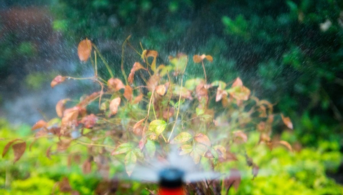 sprinkler head waters plant with brown leaves