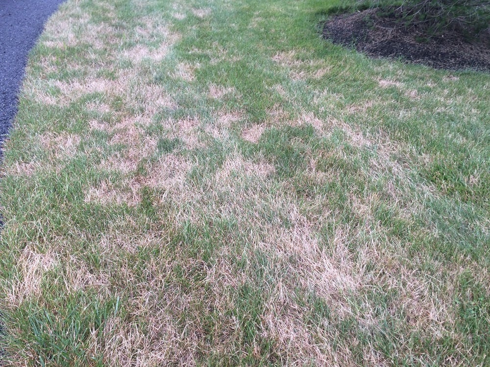 grass with lawn disease