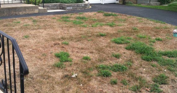 lawn with brown grass from chinch bug damage