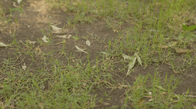 How to Restore a Neglected Lawn: Step-by-Step for North Texas Homeowners
