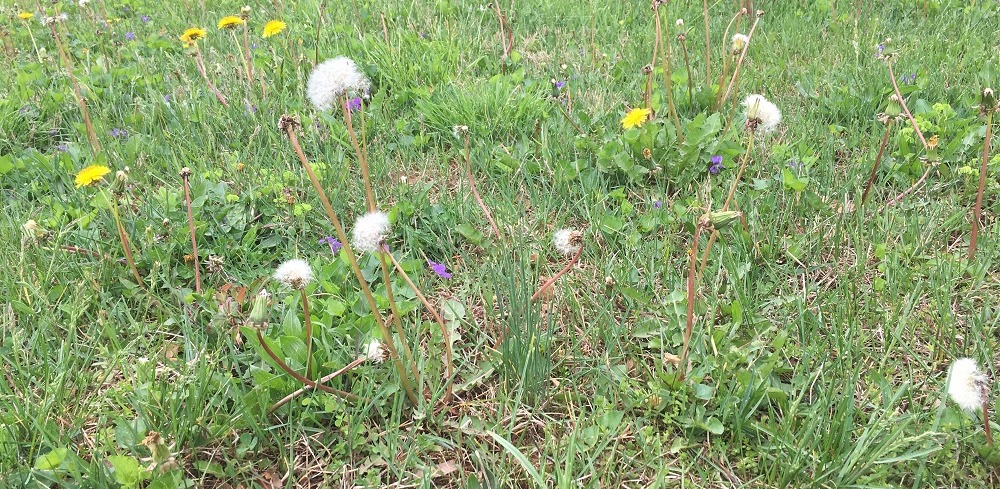Weedy lawn 2