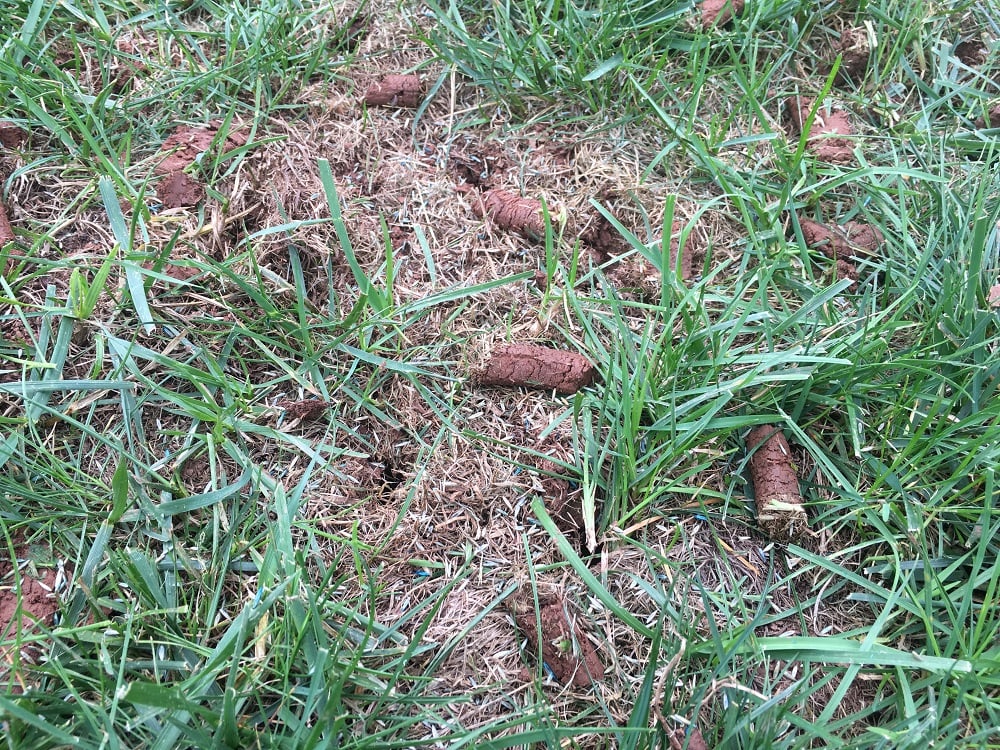 aeration cores and seed in grass