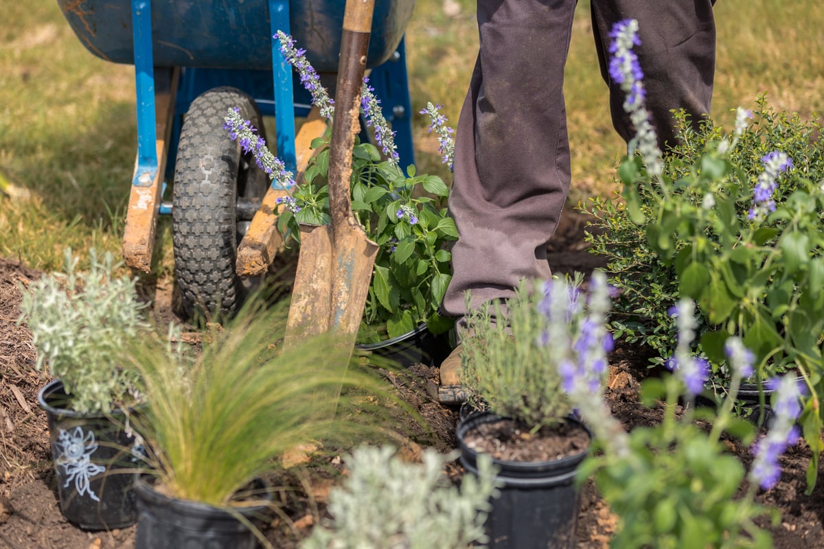 landscape crew planting flowers in mulched landscape bed