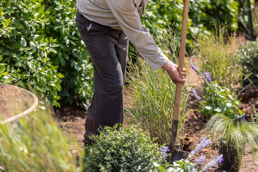 landscape crew planting shubs