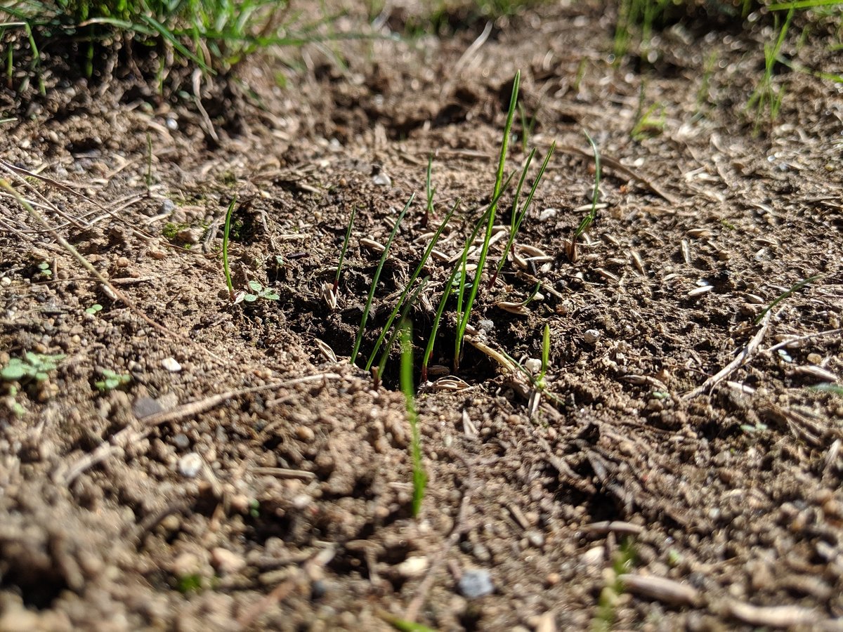 soil with grass poking up through it