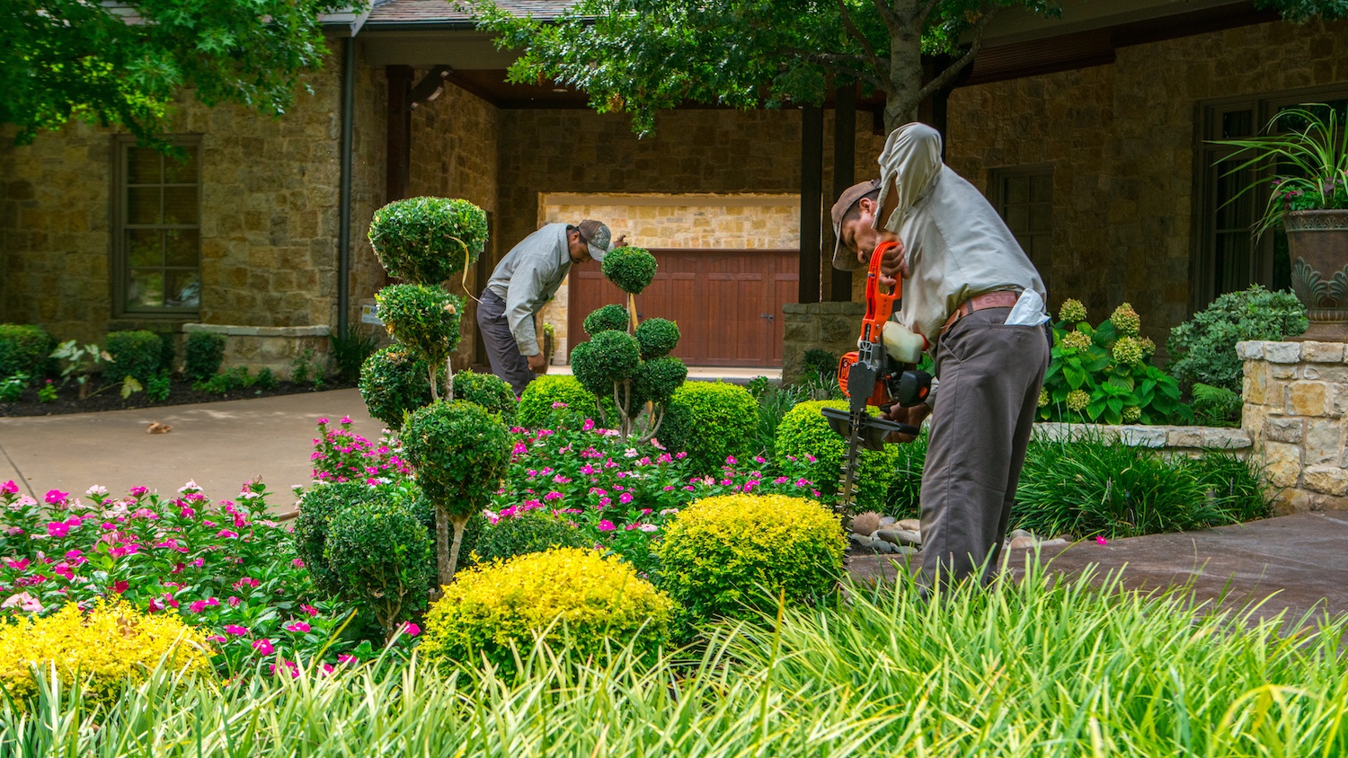 landscape maintenance team shapes shrubs