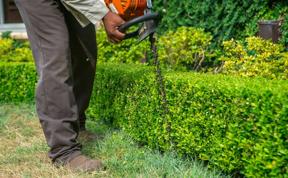 landscape care team trims shrubs