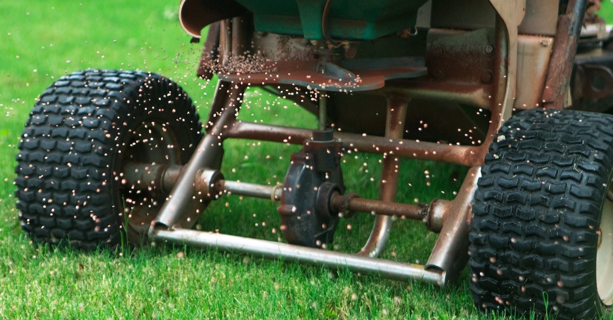 granular fertilizer spread over lawn