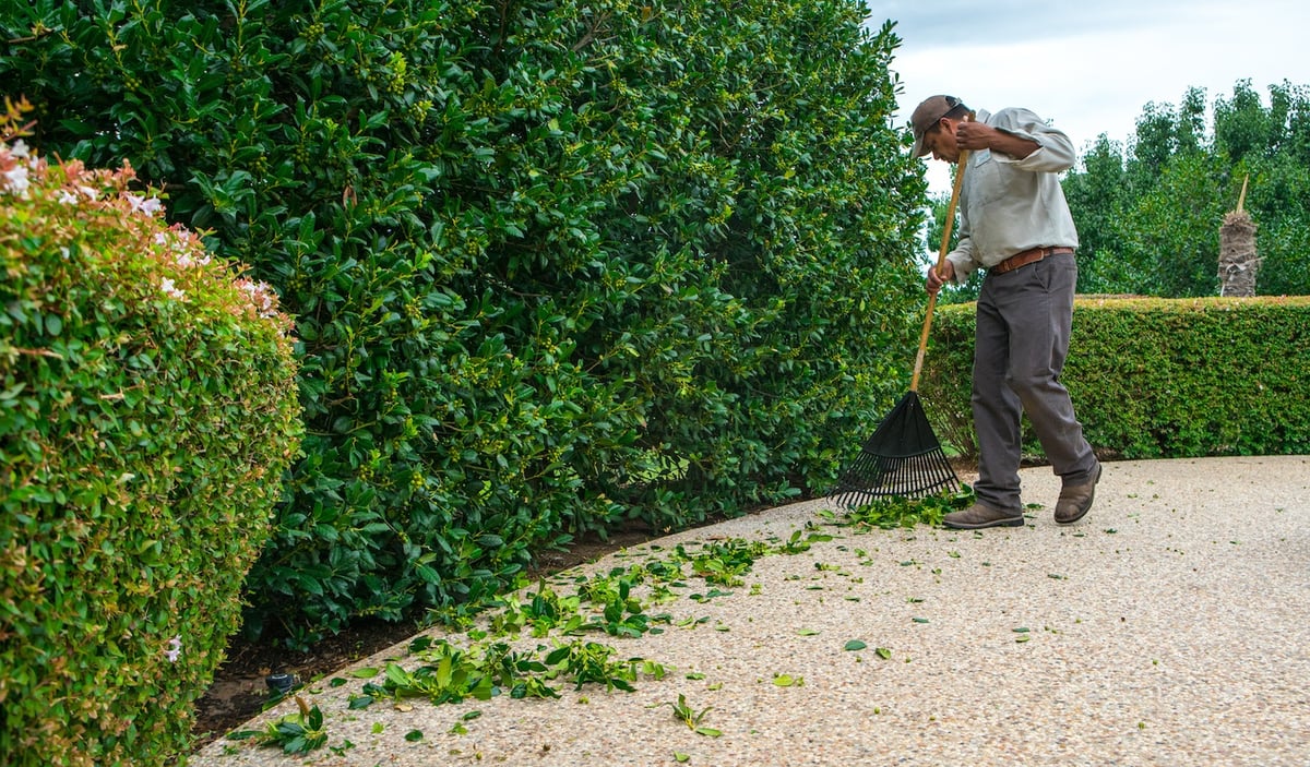 plant care team rakes up clippings after trimming bushes