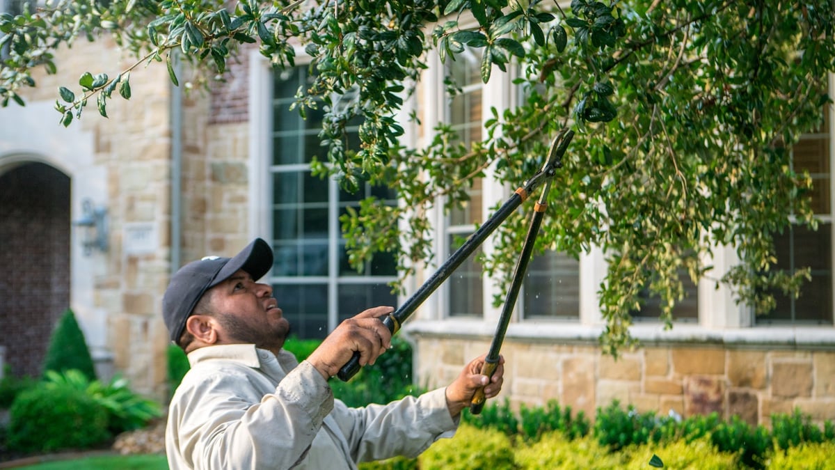 landscaping professional prunes tree