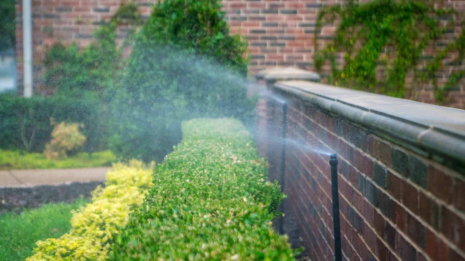 irrigation-sprinklers-shrubs-bushes-wall