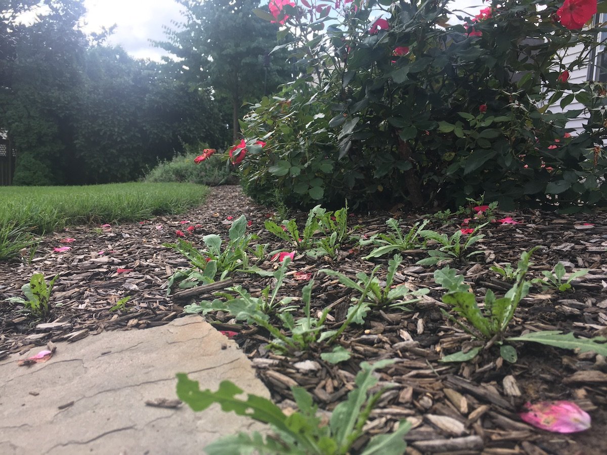 weeds growing in mulch landscape bed