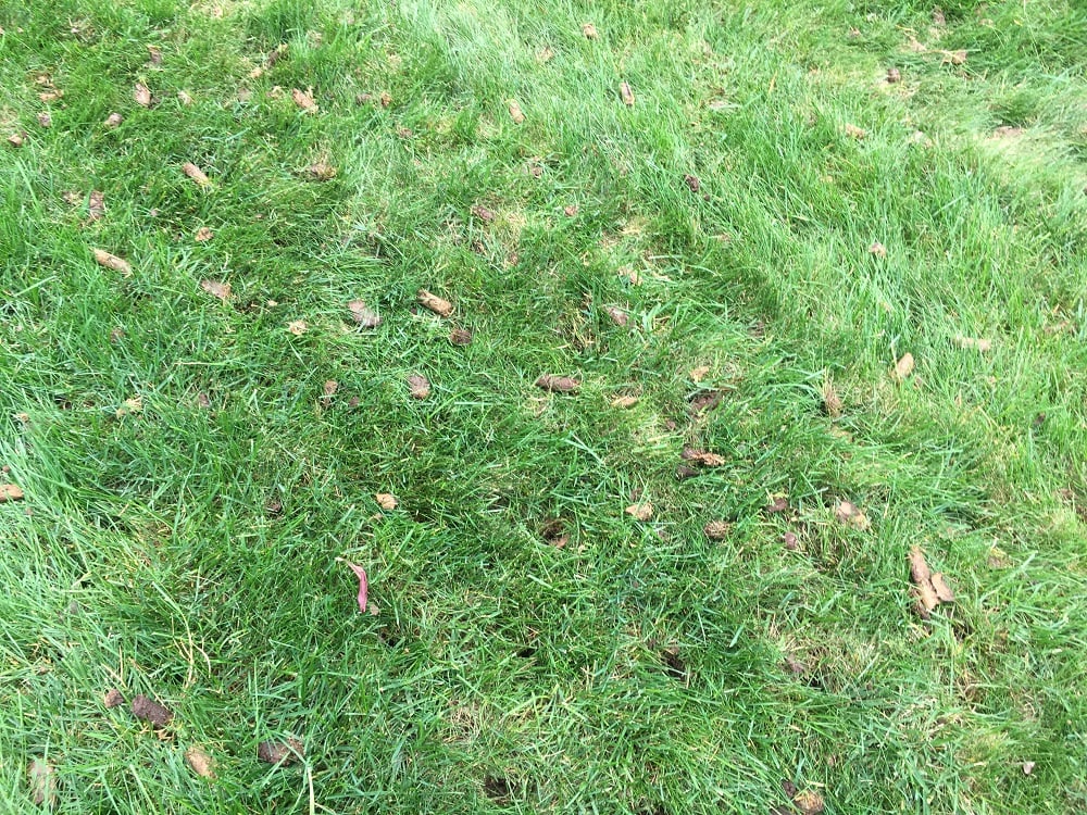 lawn aeration cores in grass