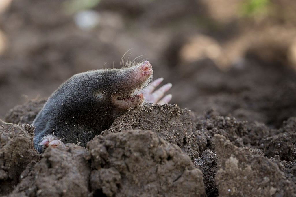 lawn mole