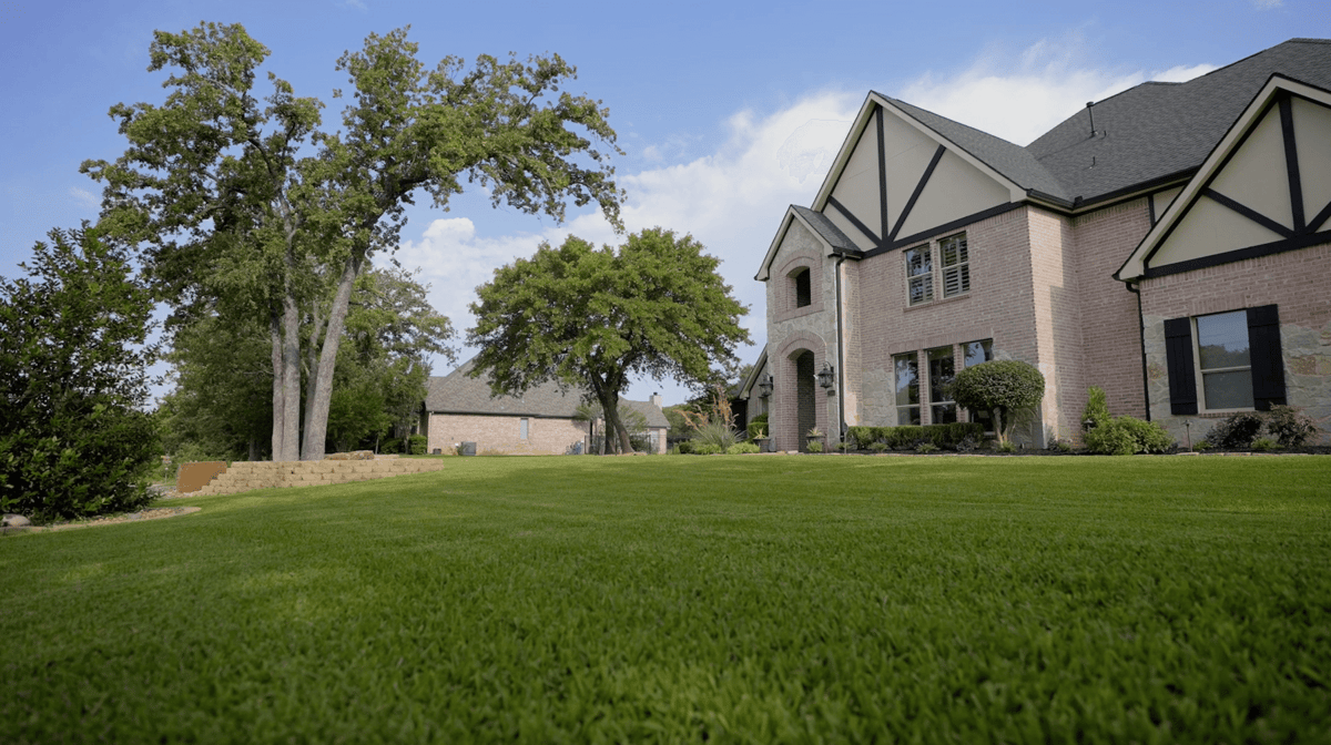 healthy green grass in front of home