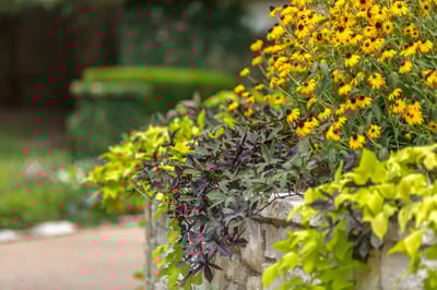 Landscape Tips for High Traffic Commercial Areas: Including 8 Great Plants to Use