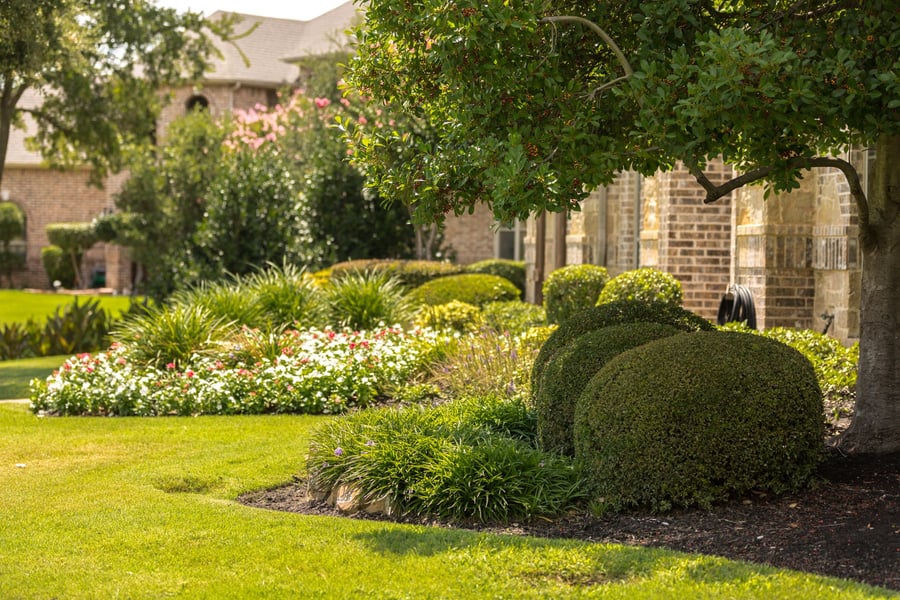 bushes in shade under tree
