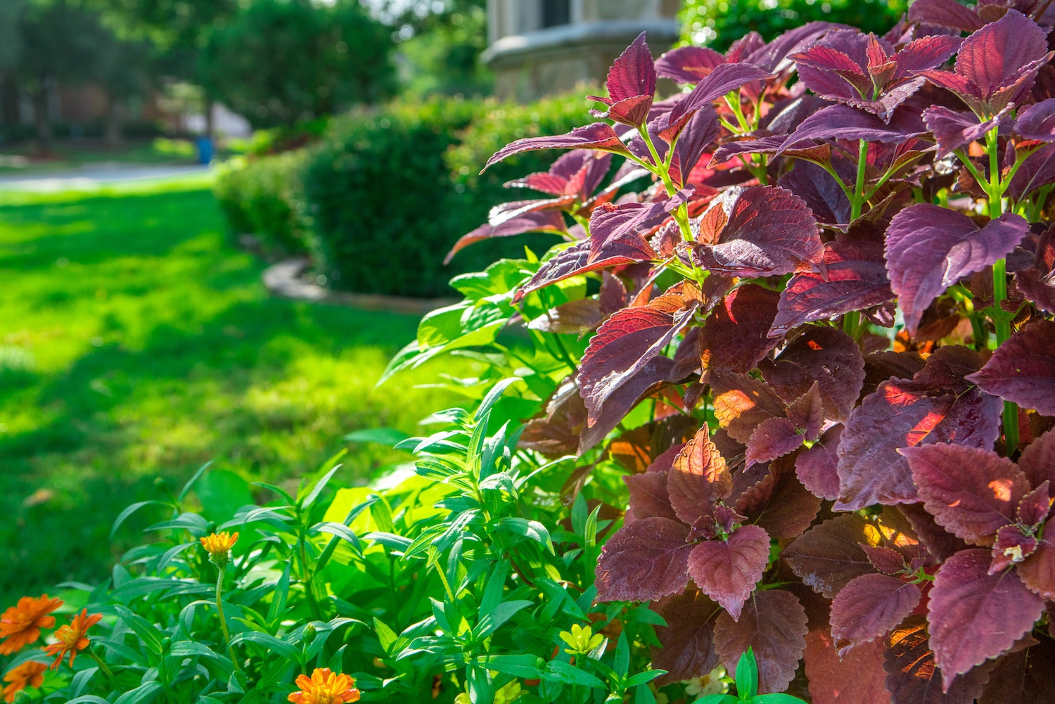 14 Best Low Maintenance Plants for Commercial Landscapes in Texas