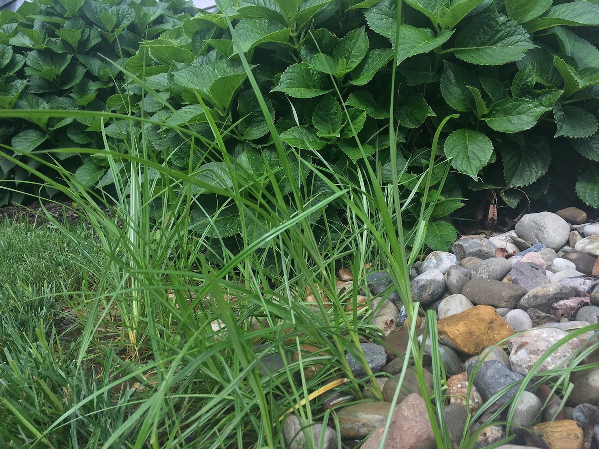 weeds growing in stone landscape bed