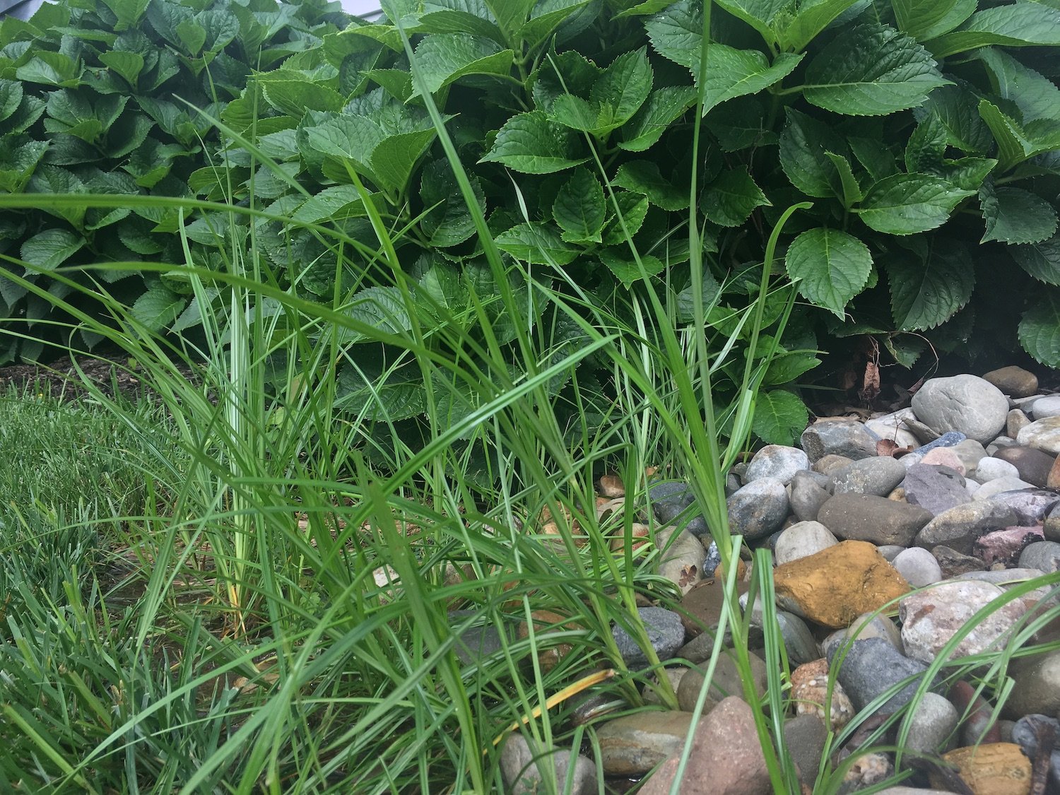 weeds-landscaping-nutsedge