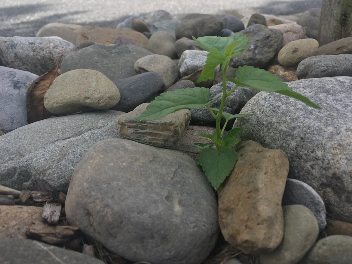 weed in landscape bed with stone