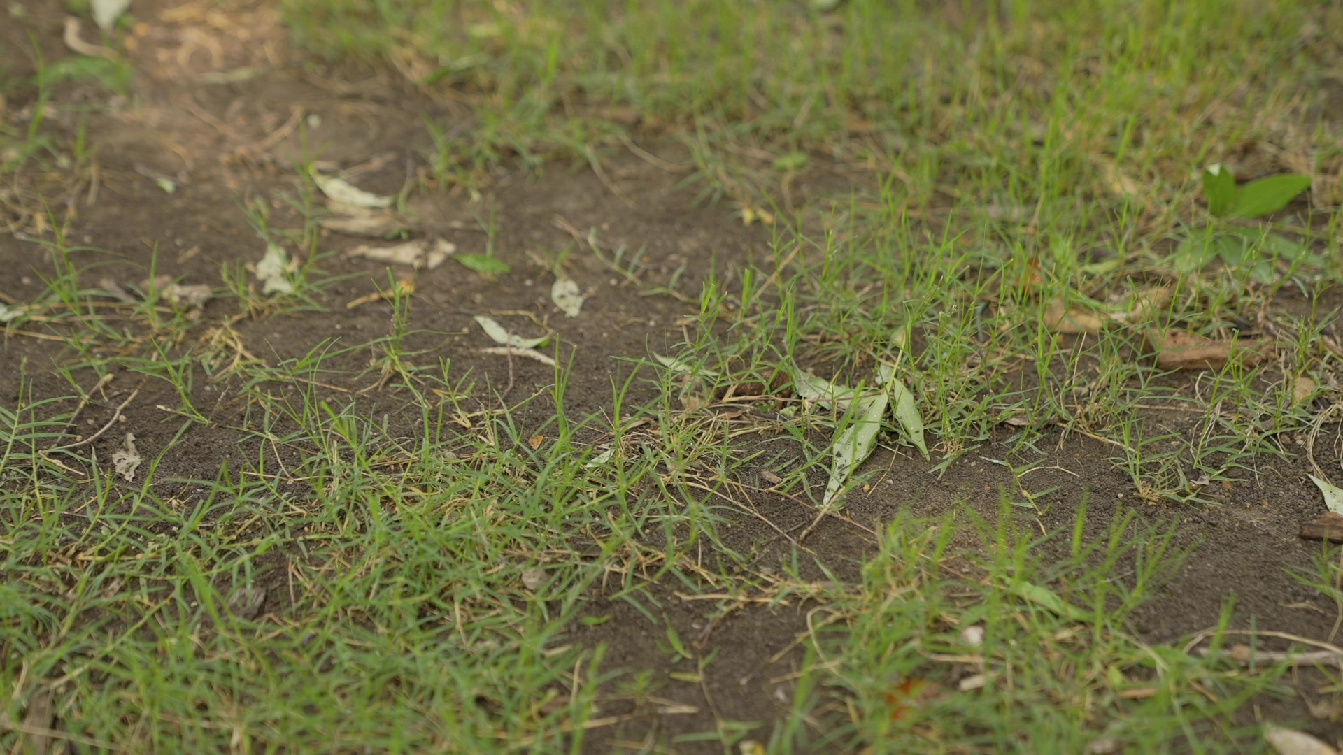 Grassperson - How to Fix Dead Spots in Your Lawn-1-thumb-1