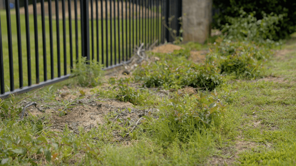 weeds in flower bed