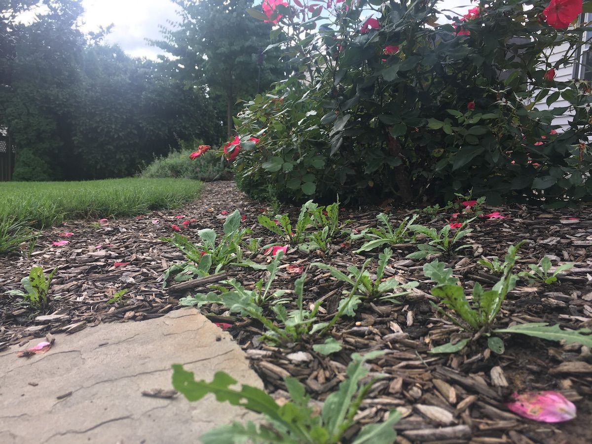 Weeds in plant bed