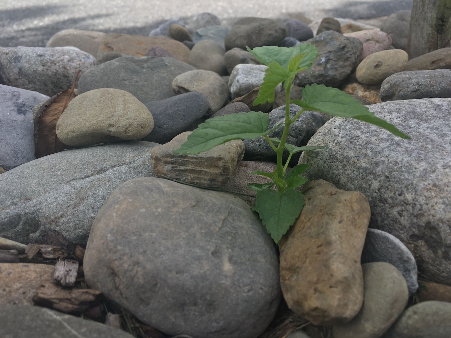 weeds growing in landscaping stone