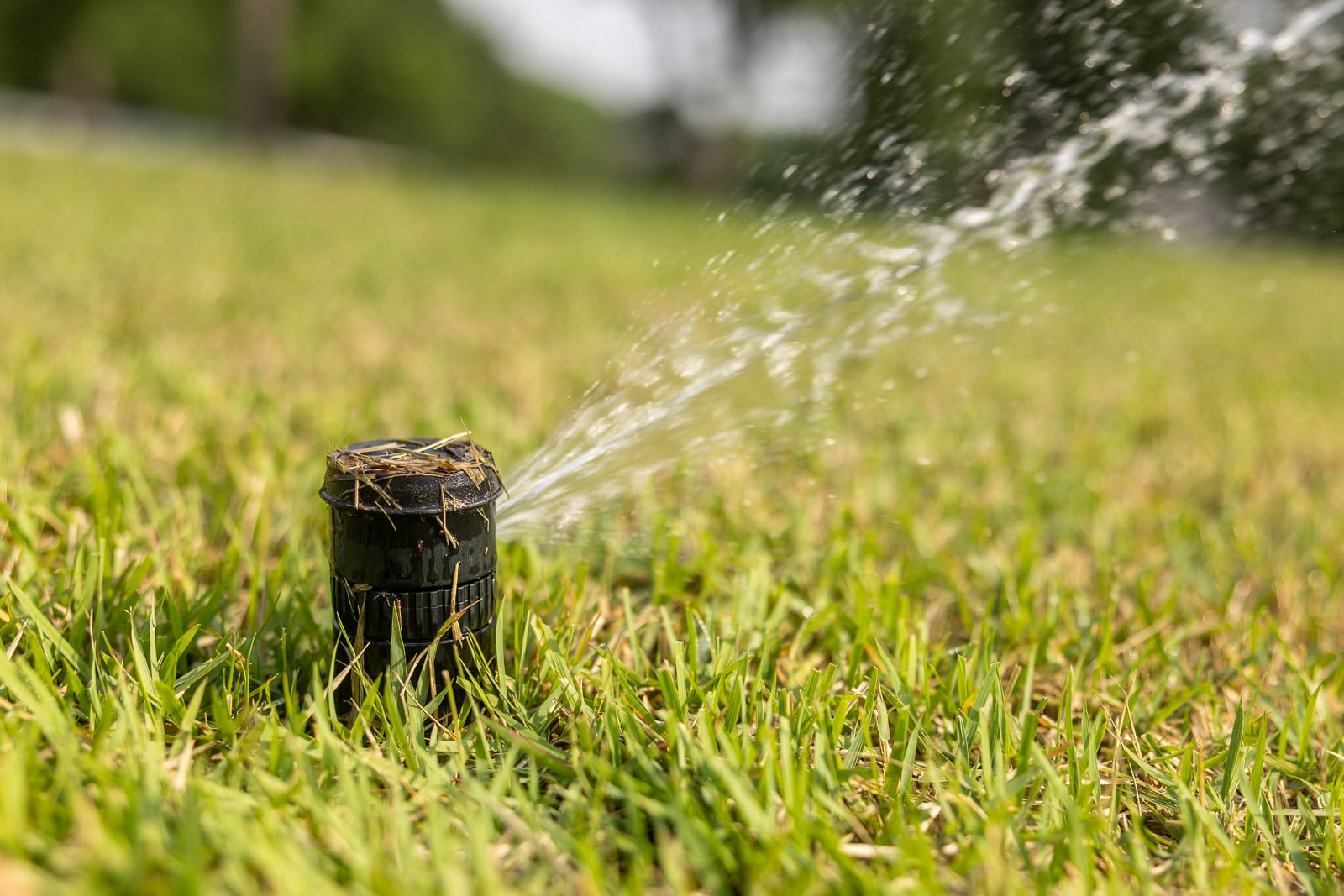 irrigation water 