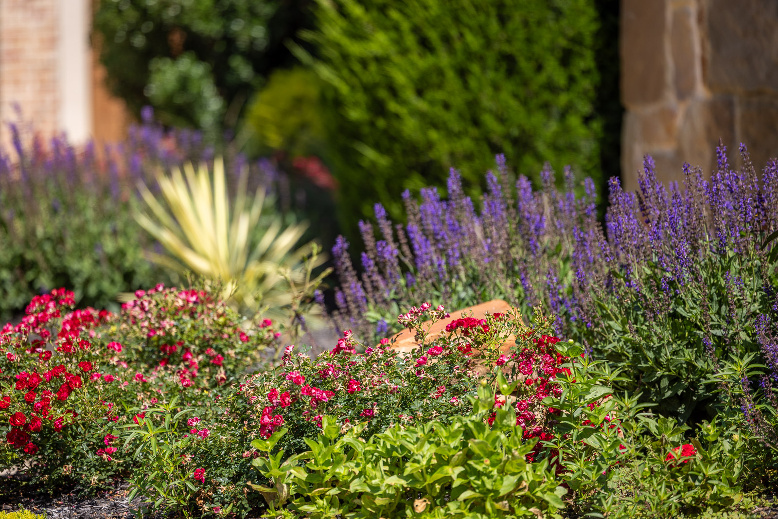 colorful landscape beds perrenials 