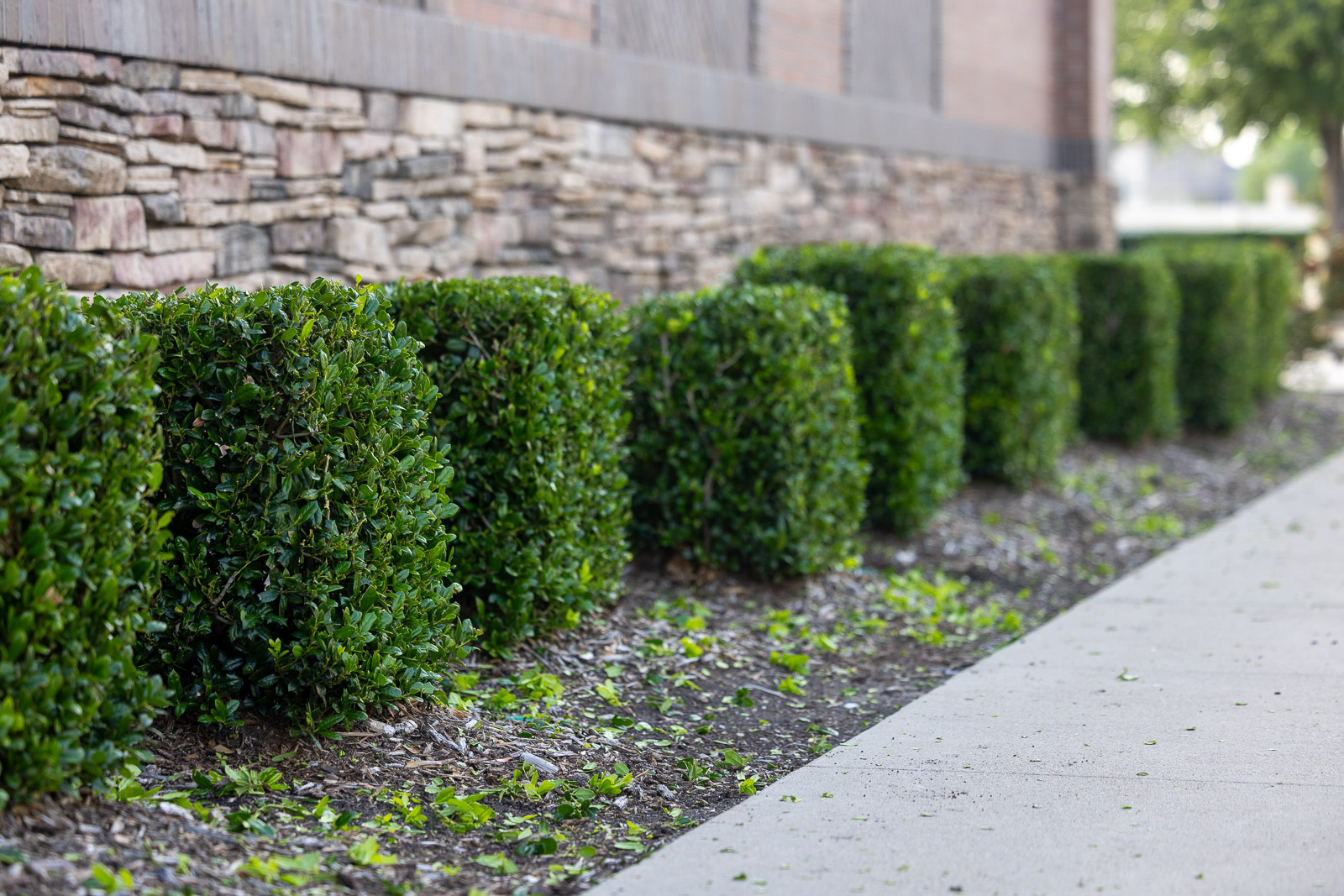 freshly trimmed bushes commercial landscape maintenance 