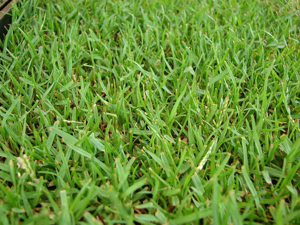 Why Does My Grass Pull Up Easily? 4 Reasons Your Grass is Coming Up in Clumps