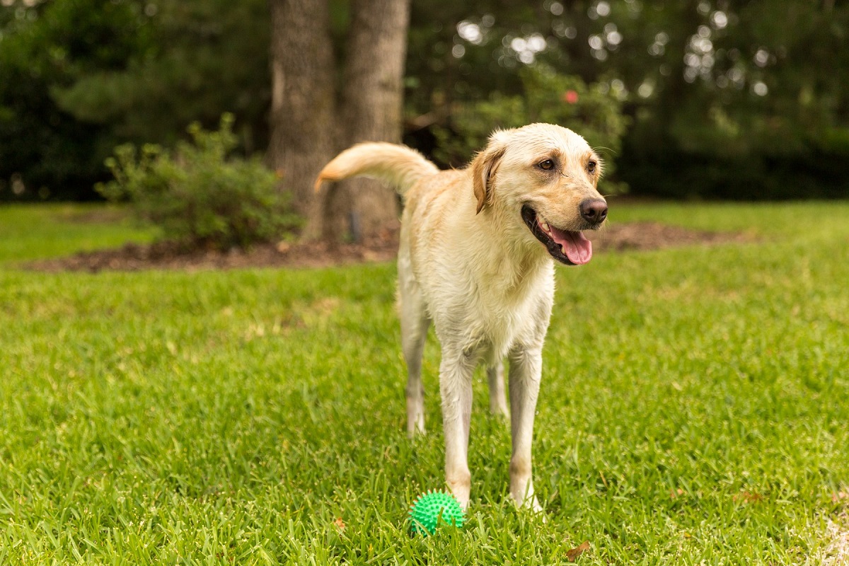 Are Lawn Care Treatments Safe if You Have Pets? What You Should Know