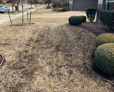 Earth Kind Services vs. Grassperson: 2 Topdressing Services in The DFW Area