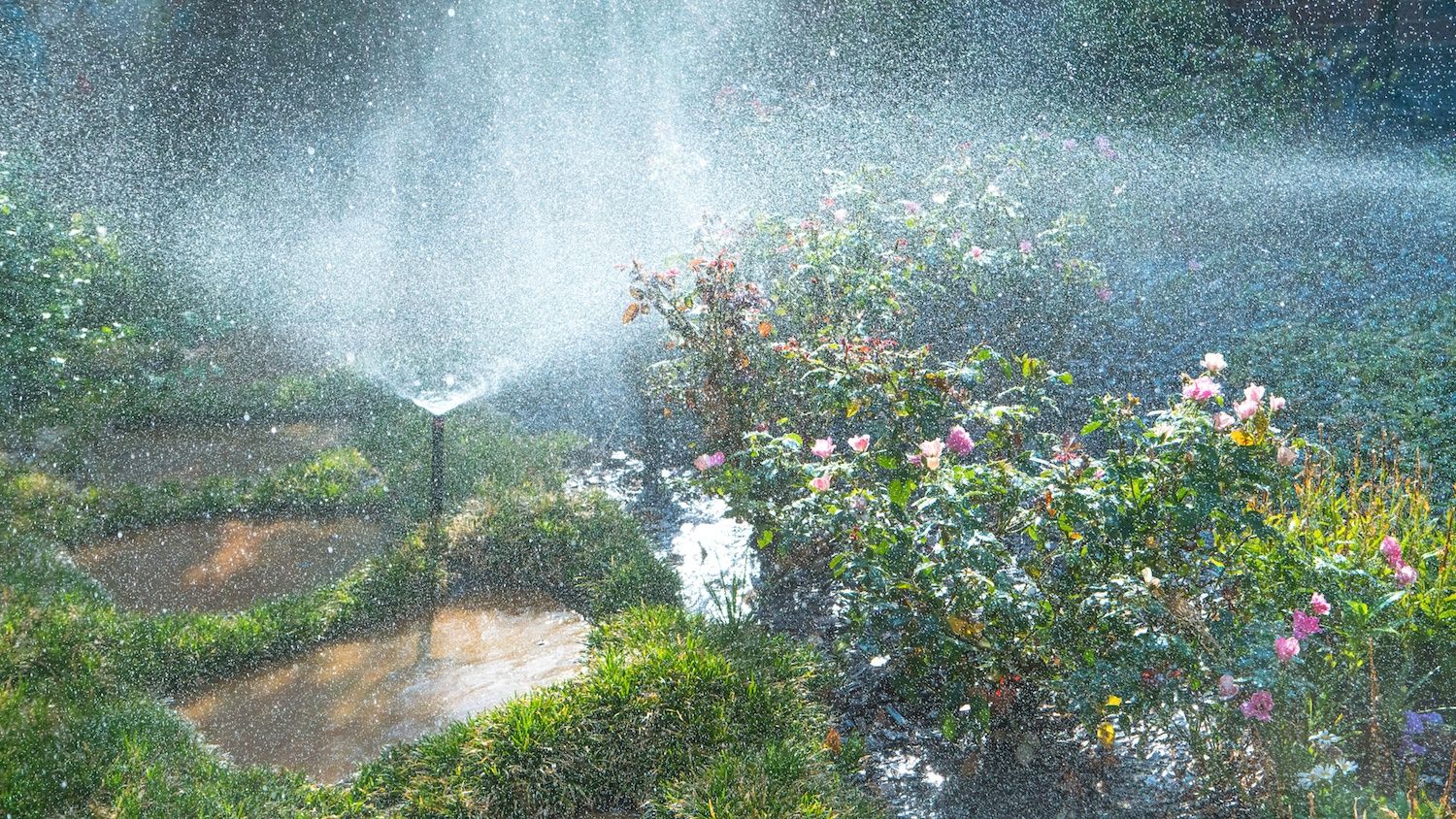 How to Save Water When Watering Your Lawn & Plants: 4 Water Conservation Tips