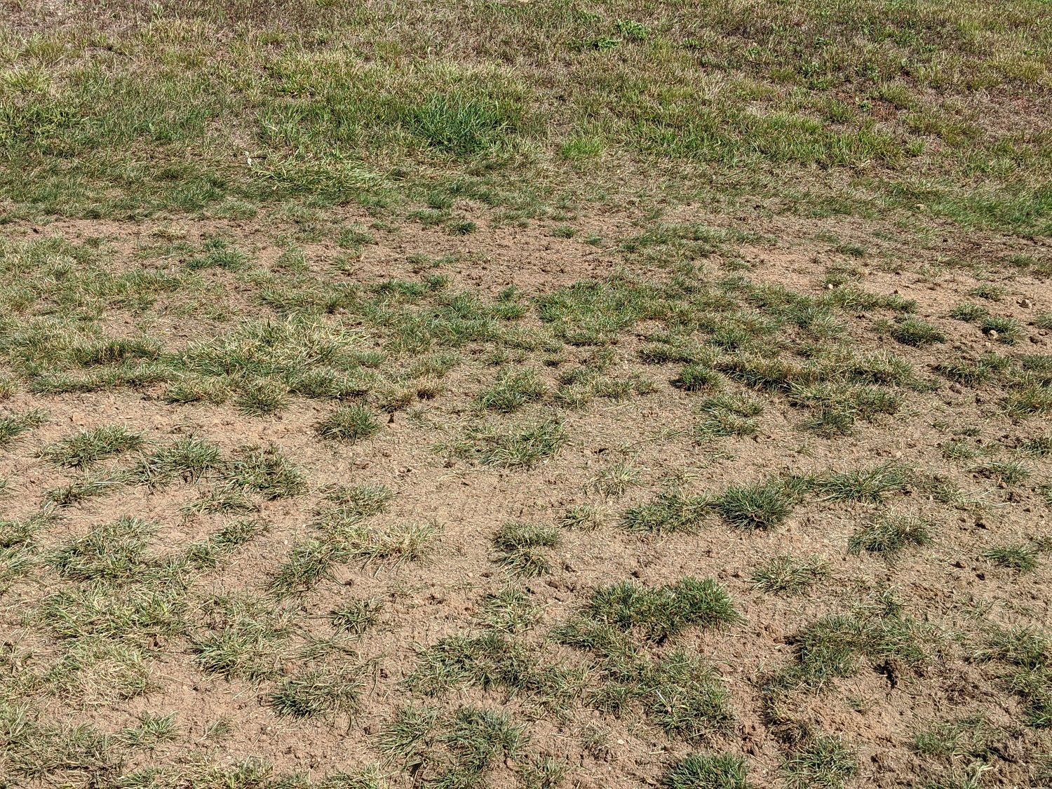 bare spots in lawn 3