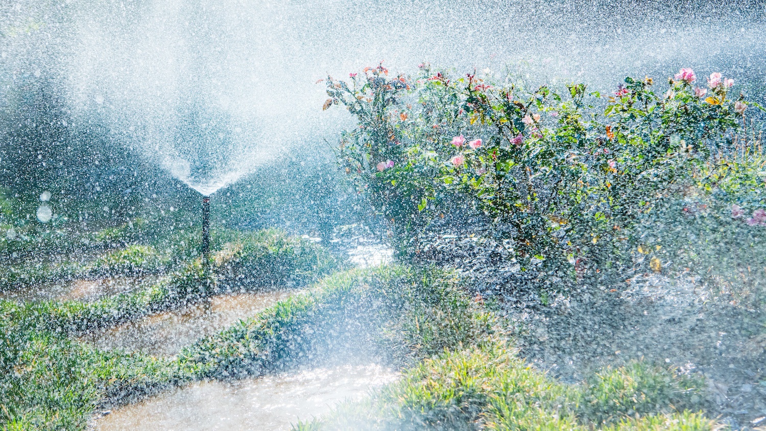 irrigation-plants-walkway-2