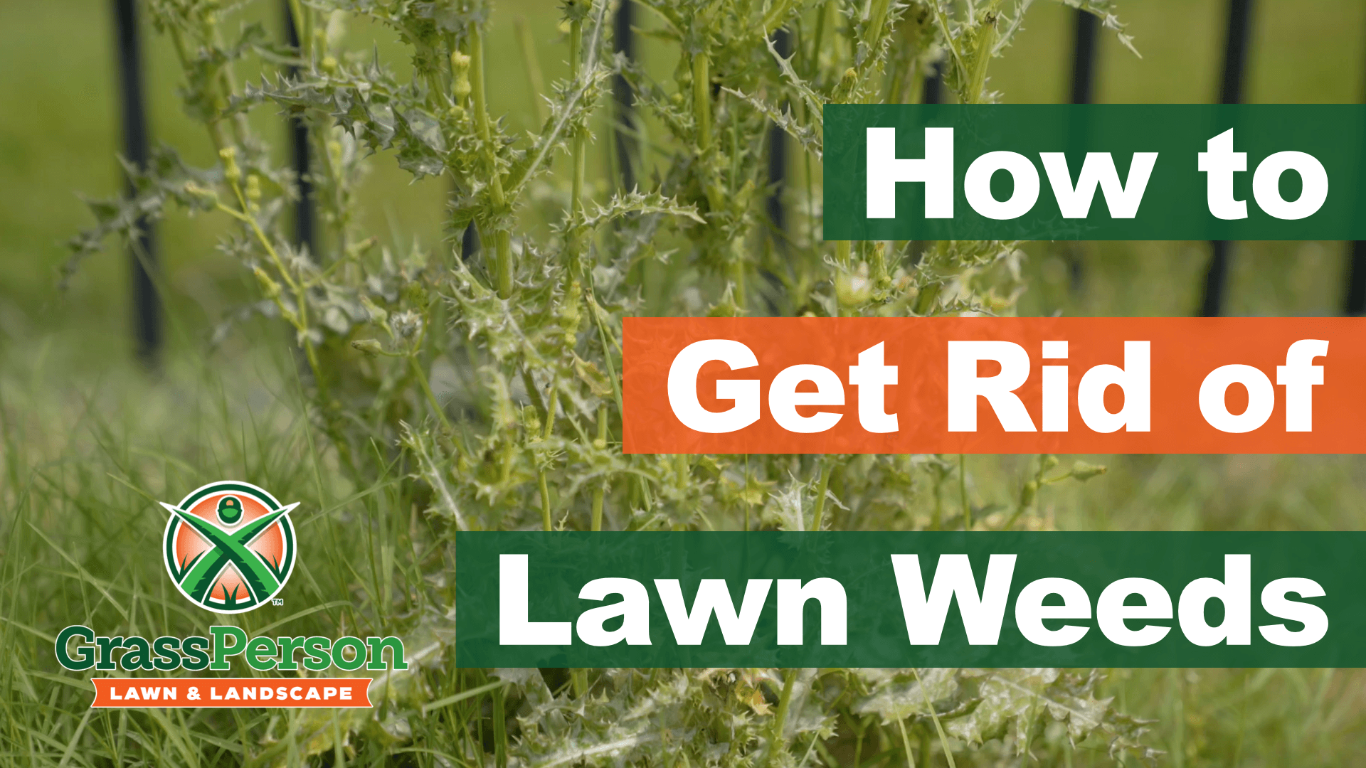 get rid of lawn weeds.001 (1)